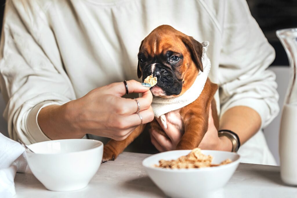 Best food for american bulldog hotsell